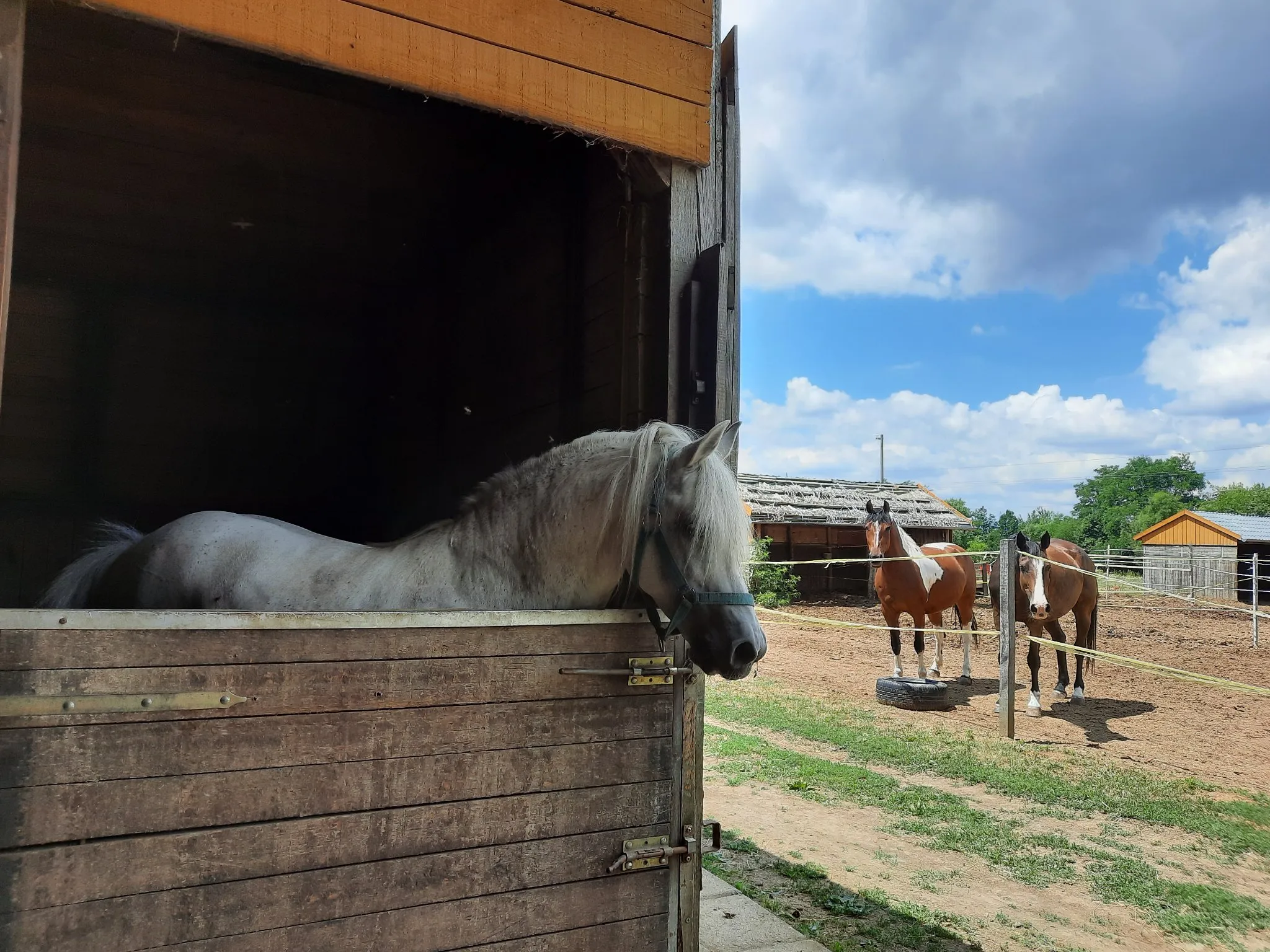 Bértartás – Murin Lovasudvar